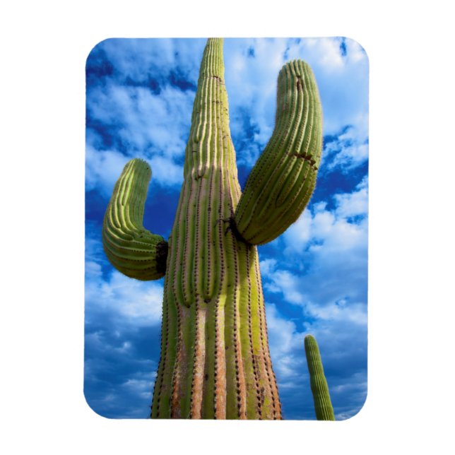 Íman Retrato de Saguaro cactus, Arizona (Vertical)