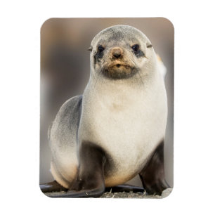 Íman Retrato de Seal Pup na Praia