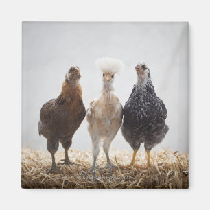 Íman Retrato de três galinhas do animal de estimação