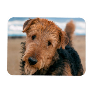 Íman Retrato de um Airedale Terrier