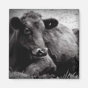 Íman Retrato de um Angus