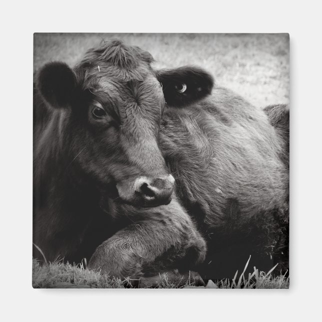 Íman Retrato de um Angus (Frente)