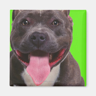Íman retrato de um buldogue