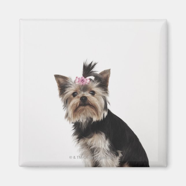 Íman Retrato de um cão de Yorkshire Terrier (Frente)