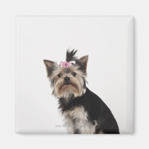 Íman Retrato de um cão do yorkshire terrier