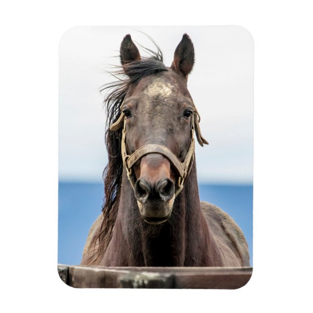 Íman Retrato de um cavalo (Vertical)
