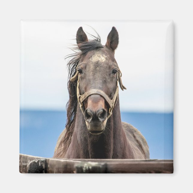 Íman Retrato de um cavalo (Frente)