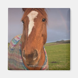 Íman Retrato de um cavalo com um arco-íris no céu