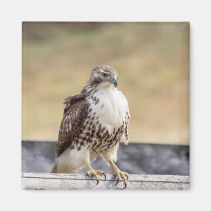 Íman Retrato de um Falcão Malhado Vermelho Imaturo