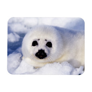 Íman Retrato de um Filhote de Foca-da-Groenlândia