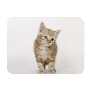 Íman Retrato de um gatinho