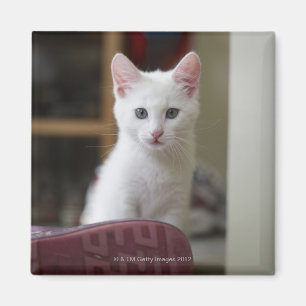 Íman Retrato de um gatinho branco, Sweden.