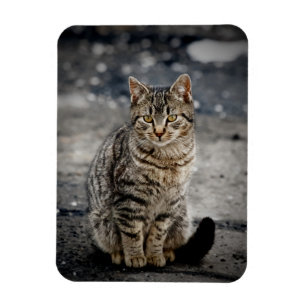Íman Retrato de um gato