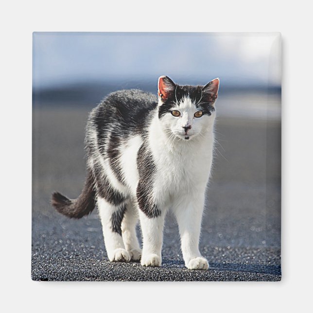 Íman Retrato de um gato (Frente)