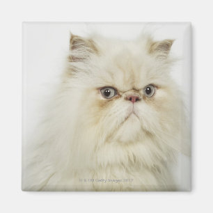 Íman Retrato de um gato persa