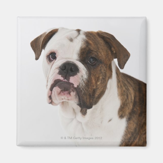 Íman Retrato de um pup de Bulldog fofo (Frente)