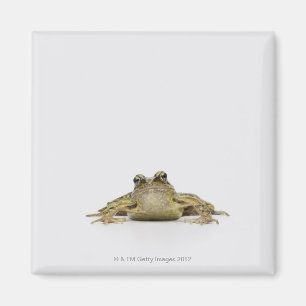 Íman Retrato de um sapo em um estúdio branco
