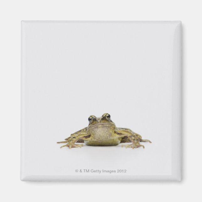 Íman Retrato de um sapo em um estúdio branco (Frente)