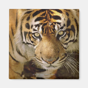 Íman Retrato de um tigre