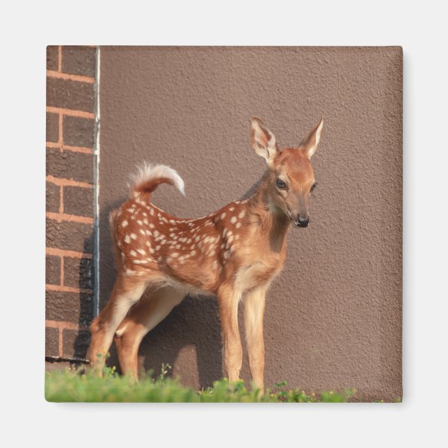 Íman Retrato de uma Fawn (veado branco) (Frente)