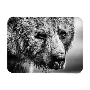 Íman Retrato de urso Grizzly