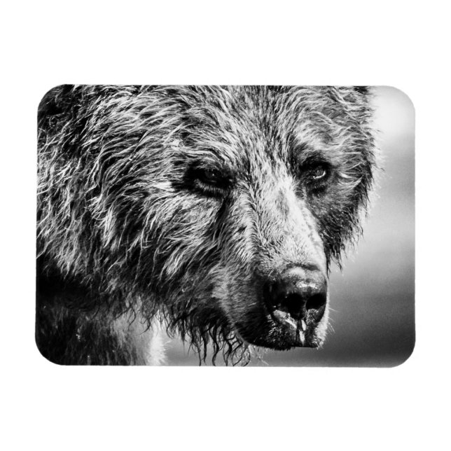 Íman Retrato de urso pardo (Horizontal)