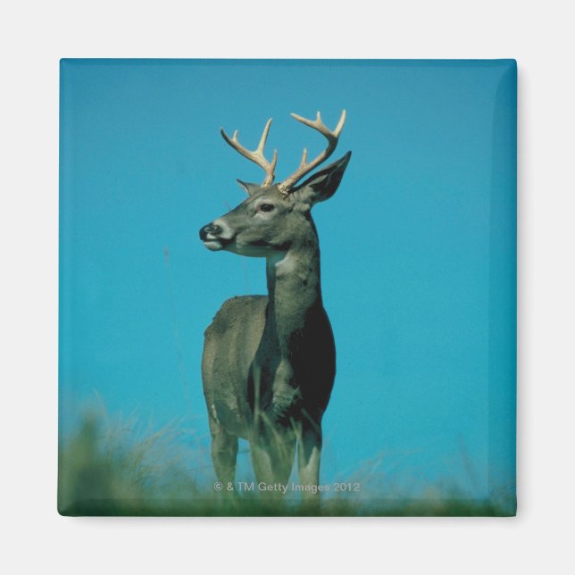 Íman Retrato de veado (Frente)