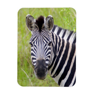 Íman Retrato de Zebra-da-planície, Hluhluwe-Umfolozi Ga