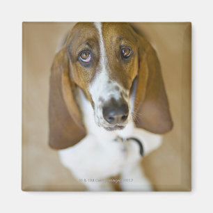 Íman Retrato do Bassett, Washington
