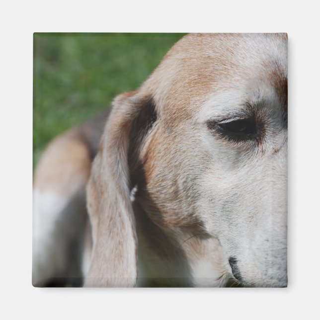 Íman retrato do beagle (Frente)