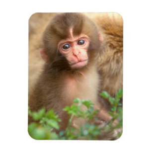 Íman Retrato do Bebê Macaco da Neve