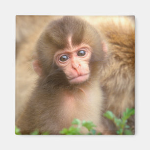 Íman Retrato do Bebê Macaco da Neve
