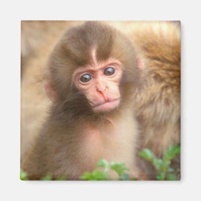 Íman Retrato do Bebê Macaco da Neve (Frente)