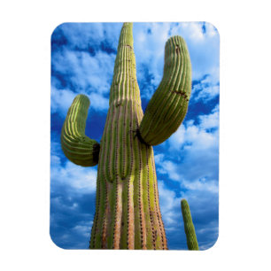 Íman Retrato do cacto Saguaro, Arizona