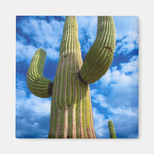 Íman Retrato do cacto Saguaro, Arizona