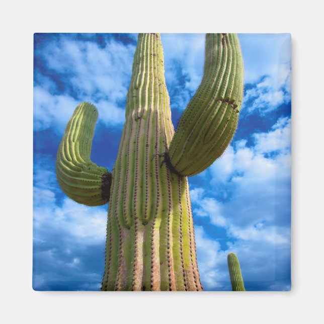 Íman Retrato do cacto Saguaro, Arizona (Frente)
