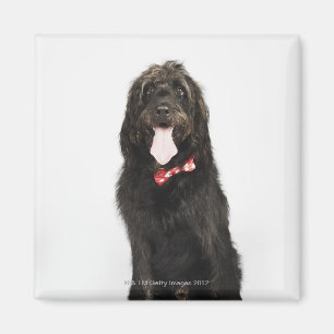 Íman Retrato do cão de Labradoodle
