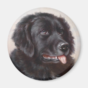 Íman Retrato do cão de Terra Nova