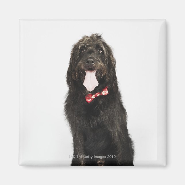 Íman Retrato do cão Labradoodle (Frente)