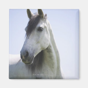 Íman retrato do cavalo branco