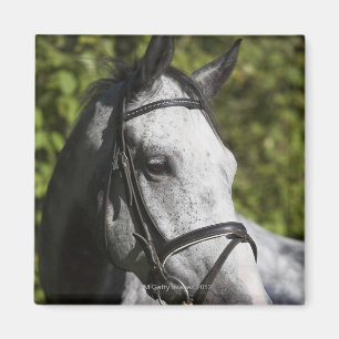 Íman retrato do cavalo branco 2