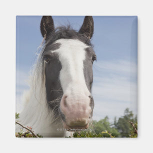 Íman Retrato do cavalo de Clydesdale
