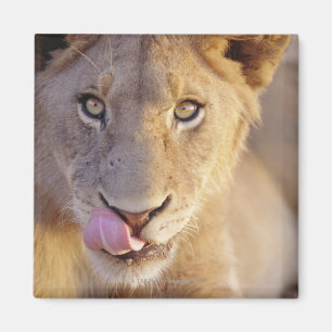 Íman Retrato do close up de um encontro masculino novo