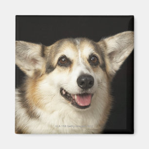 Íman Retrato do Corgi preto, marrom e branco
