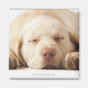 Íman Retrato do estúdio de labrador retriever amarelo
