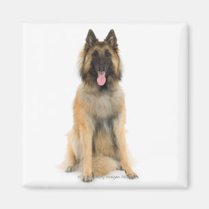 Íman Retrato do estúdio do cão de pastor belga