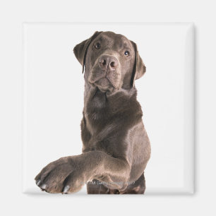 Íman Retrato do estúdio do chocolate Labrador