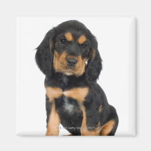 Íman Retrato do estúdio do filhote de cachorro de