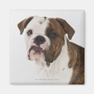 Íman Retrato do filhote de cachorro bonito do buldogue