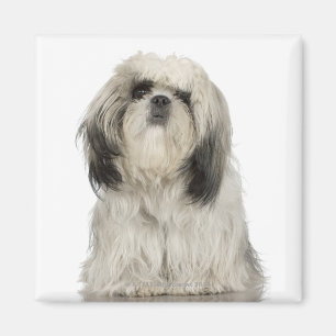 Íman Retrato do filhote de cachorro do terrier tibetano
